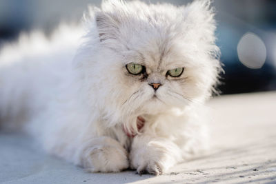 Close-up portrait of a cat