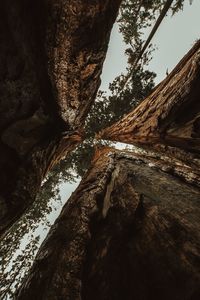 Directly below shot of trees against sky