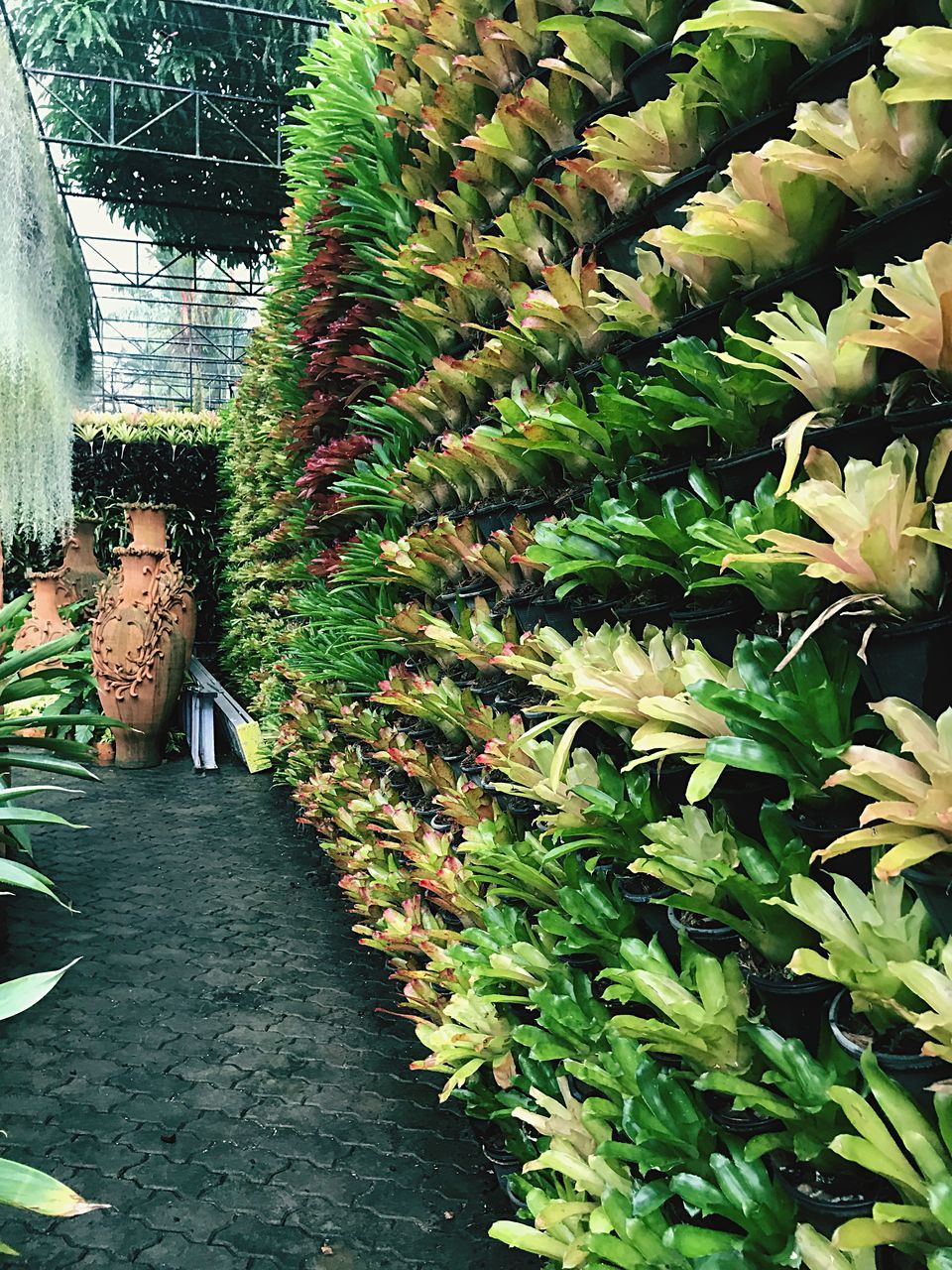 VIEW OF PLANTS IN GREENHOUSE