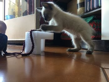 Cat on table at home