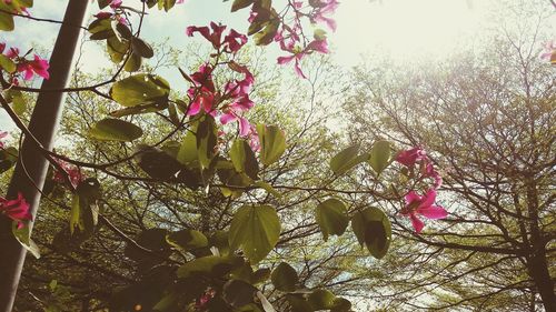 Low angle view of pink flowers on tree