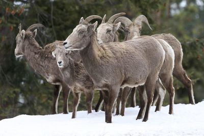 Goats on snow against trees