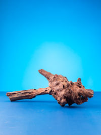 High angle view of tree trunk against blue background