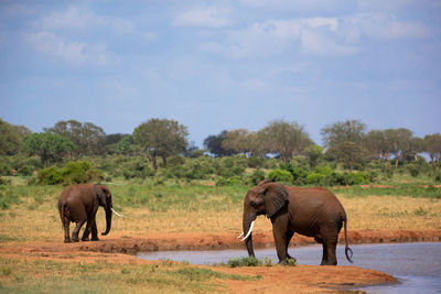 Elephant in a field