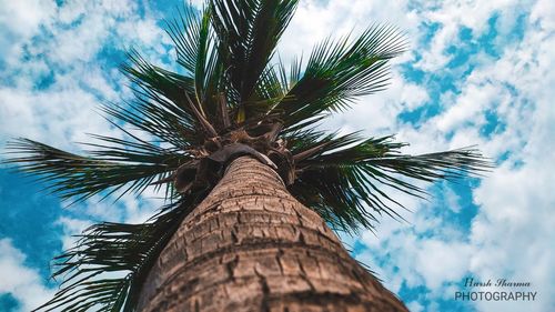 Low angle view of palm tree against sky