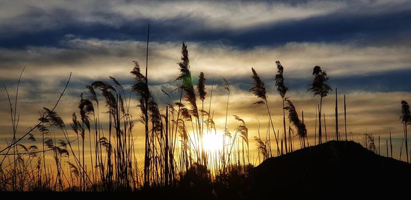 Silhouette plants on field against sky during sunset