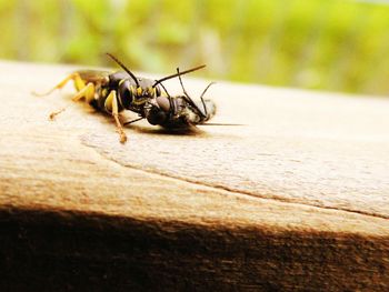 Close-up of insect