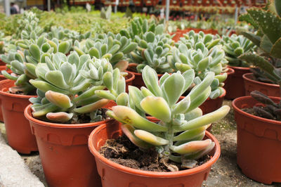 High angle view of potted plants