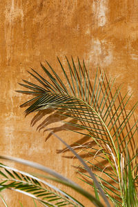 Close-up of palm tree