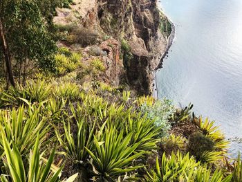 Plants growing on rock by sea