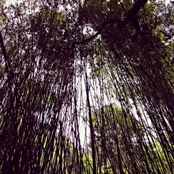 Low angle view of trees in forest