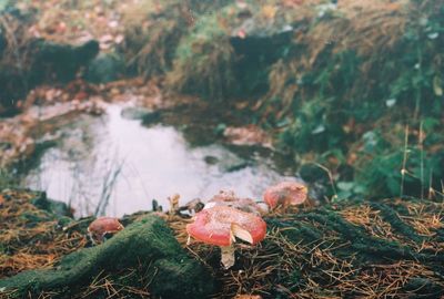 Close-up of mushroom growing in forest