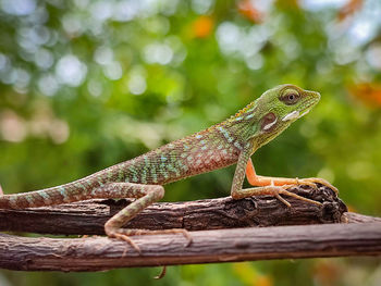 Close-up of lizard on tree