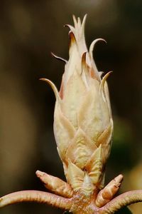 Close-up of wilted flower