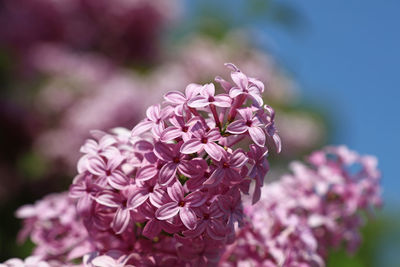 Close-up of pink flowering plant