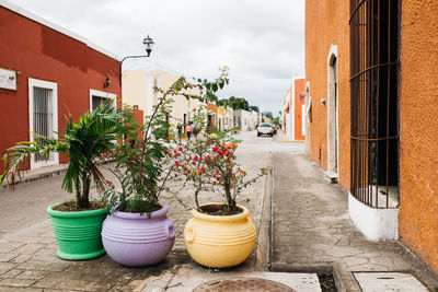 Potted plants on footpath by building against sky