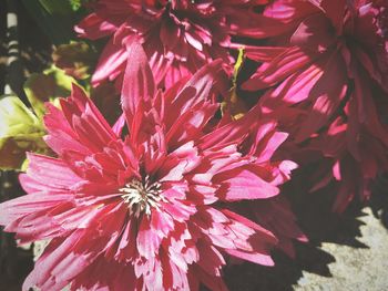 Close-up of pink flower