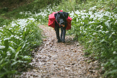 Dog running on street amidst plants