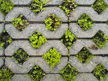 Small plants in the hole of concrete pathway brick
