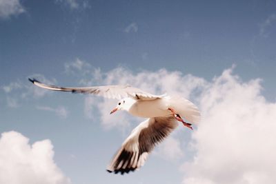 Low angle view of seagull flying in sky