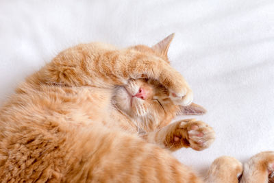 Ginger cat lying on the back on white blanket and sleeping funny closing his eyes with his paws.