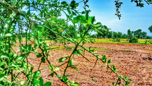 Trees growing on field