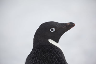 Close-up of a bird looking away against sky