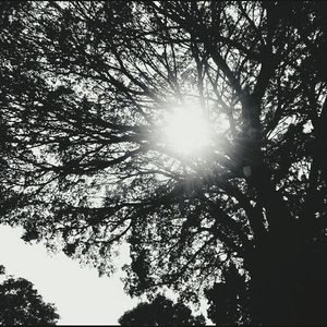 Low angle view of trees against sky