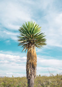 Low angle view of palm trees against cloudy sky