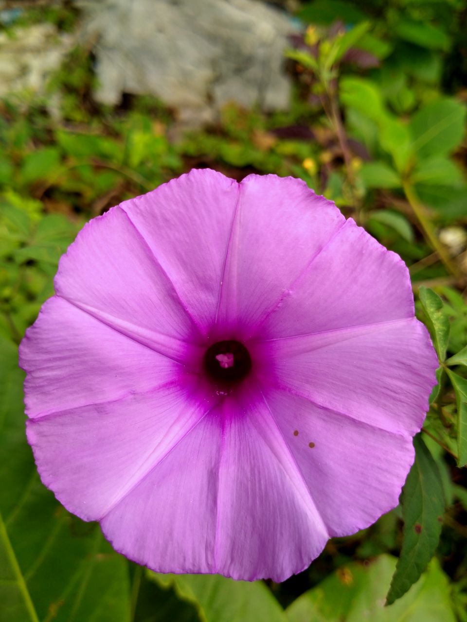flower, flowering plant, plant, freshness, close-up, beauty in nature, petal, inflorescence, purple, flower head, fragility, growth, macro photography, pink, nature, no people, morning glory, focus on foreground, petunia, wildflower, outdoors, day, magenta, pollen