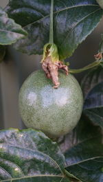 Close-up of fruits on tree