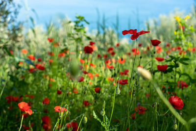 Close-up of red poppy flowers in field