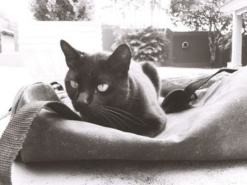 Portrait of cat sitting on bed