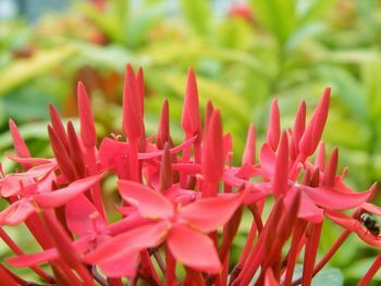 Close-up of red flowering plants on field