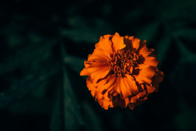 Close-up of orange flower