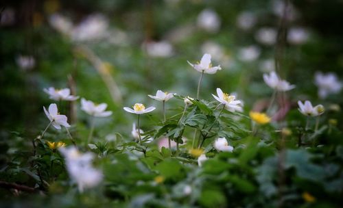 Close-up of white flowers