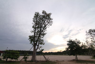 Trees on landscape against sky