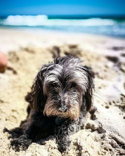 Portrait of dog on beach