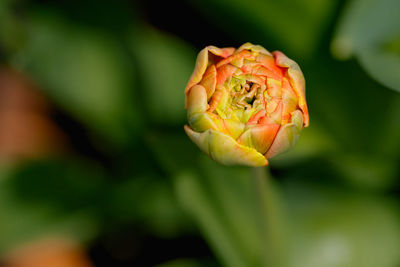 Close-up of red rose flower bud