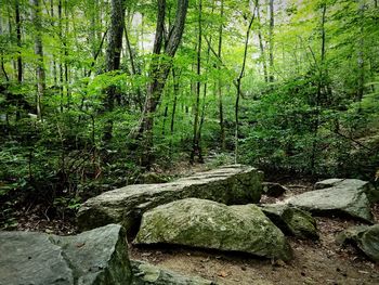 Trees in forest