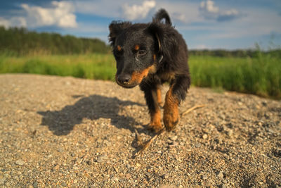 The puppy dog on the beach at sunset. russian long-haired toy terrier