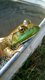 Big green bullfrog with head sticking out of water 