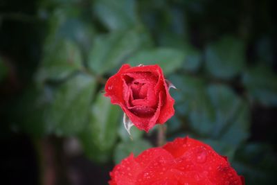 Close-up of red rose