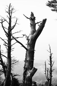 Low angle view of bare tree against sky