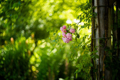 Close-up of pink flowers blooming on tree