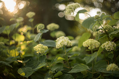 Close-up of flowering plant