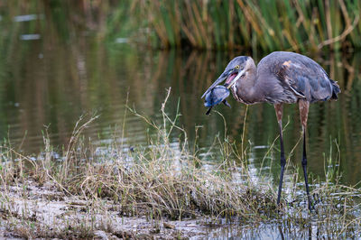 Blue heron with turtle