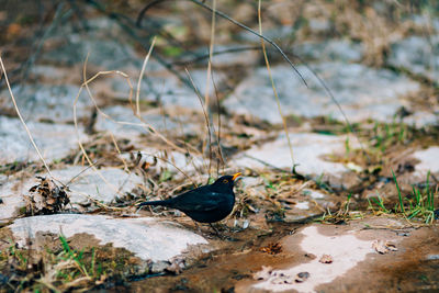 Close-up of bird perching on a land