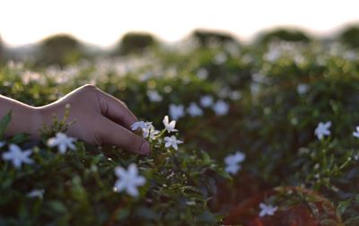 Close-up of hand picking flower