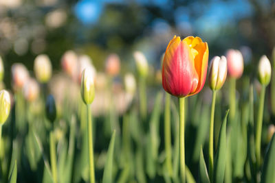 Close-up of tulip blooming on field